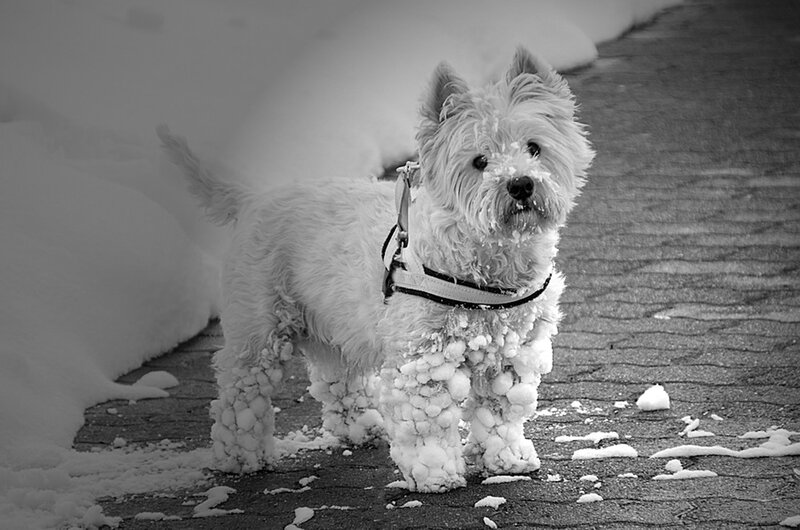 West Highland White Terrier