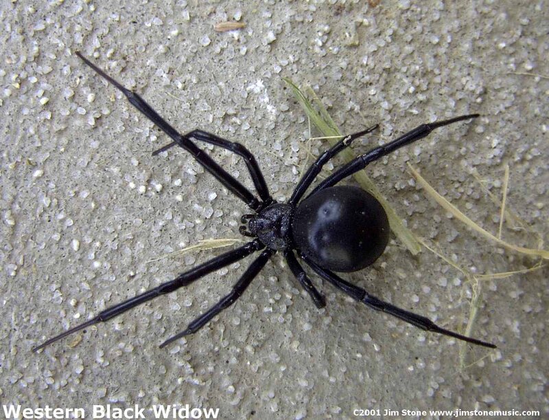 Western Black Widow Spider