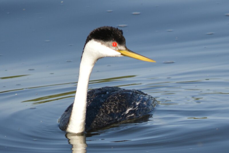 Western Grebe on Water