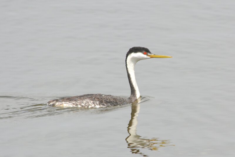 Western Grebe Swimming