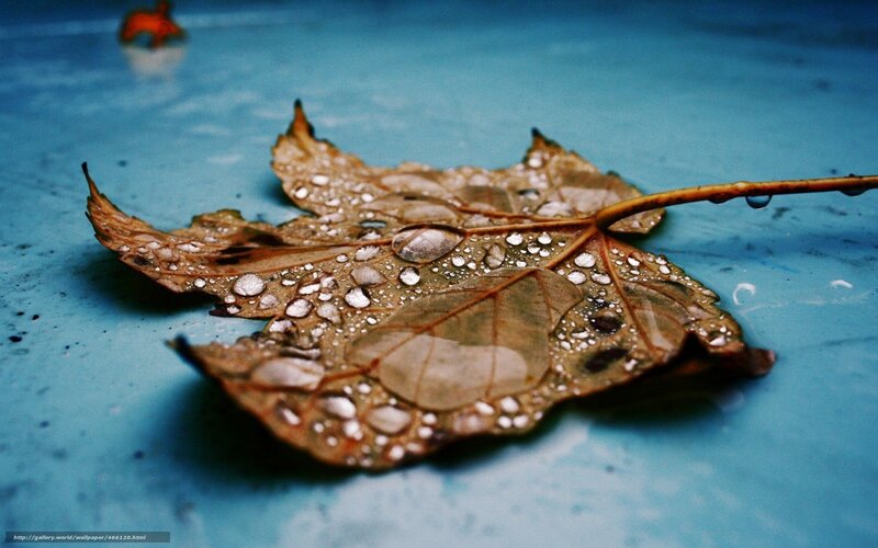 Wet Autumn Leaf — Brown, Calm
