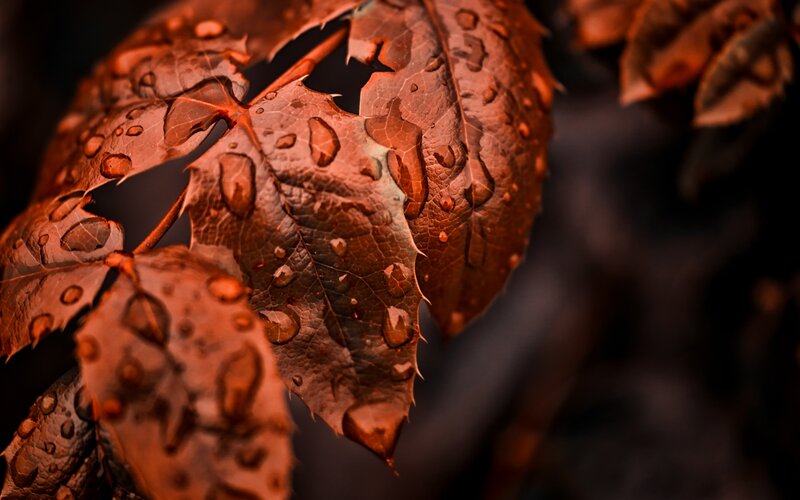 Wet Autumn Leaf — Brown, Dramatic
