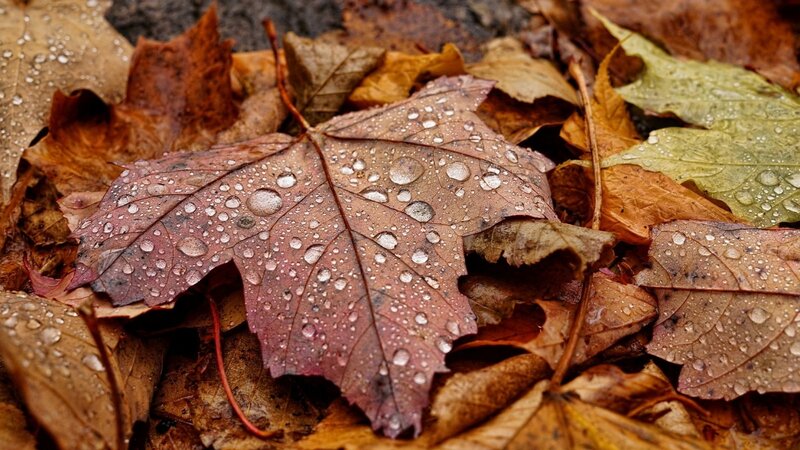 Wet Autumn Leaf — Brown
