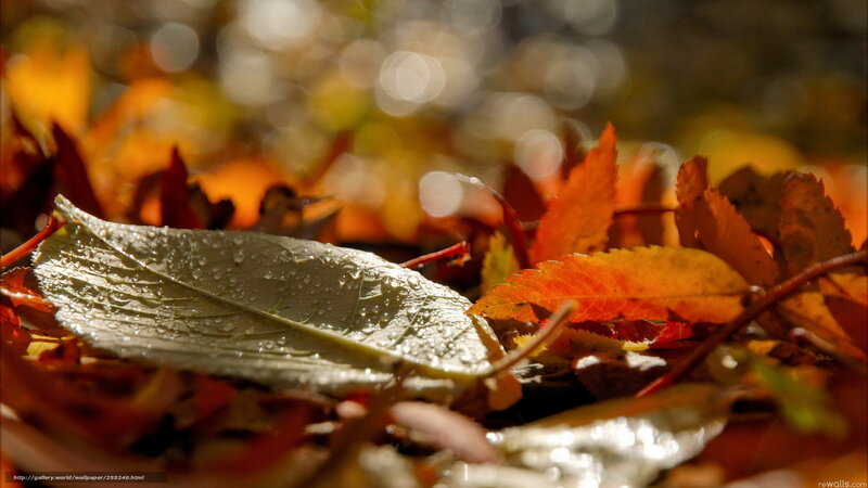 Wet Autumn Leaf — Green