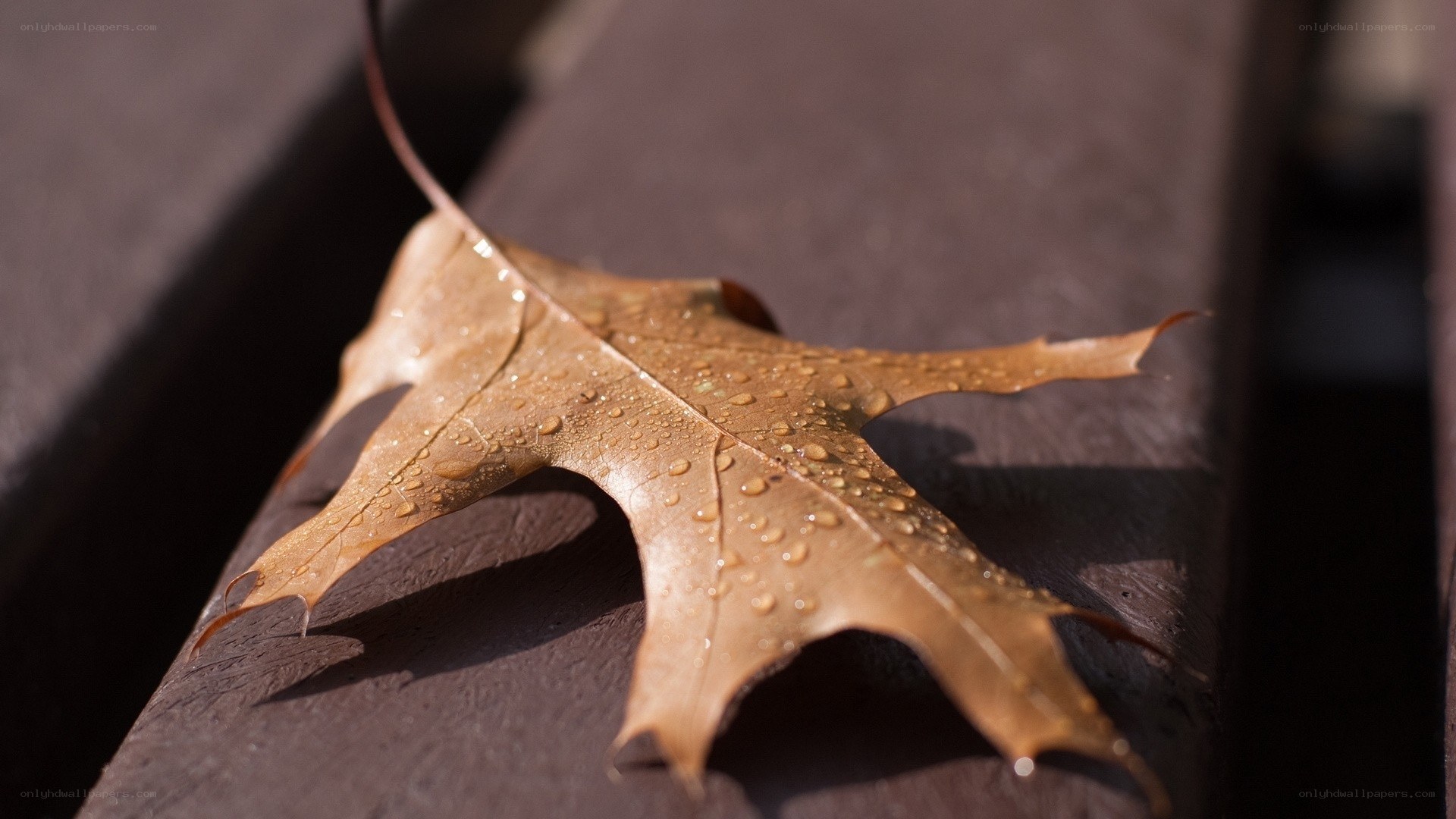 wet autumn leaf on wood