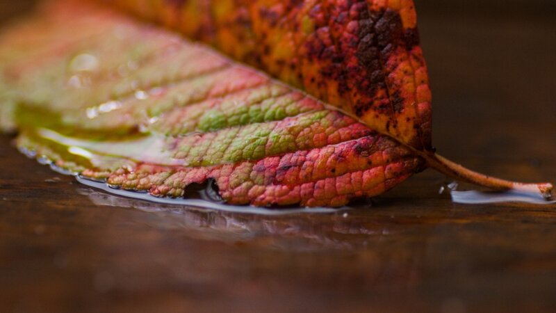 Wet Autumn Leaf — Red