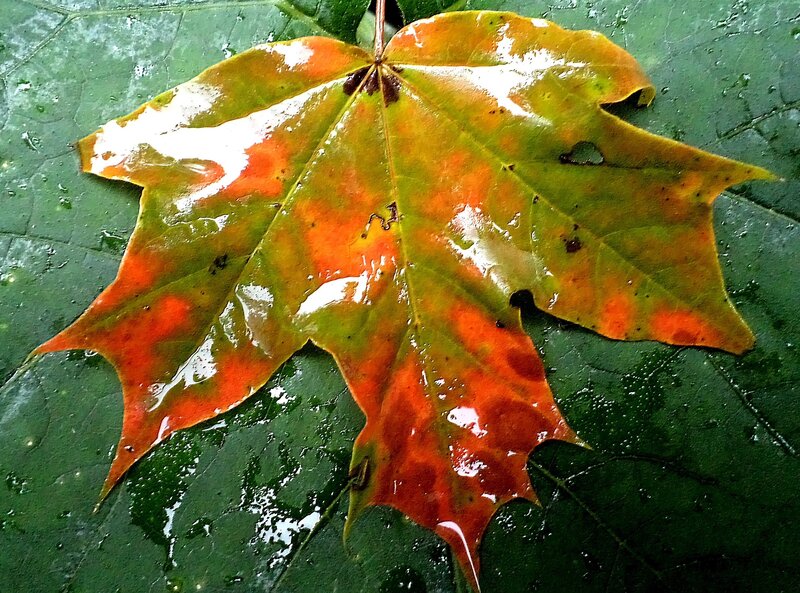 Wet Autumn Leaf