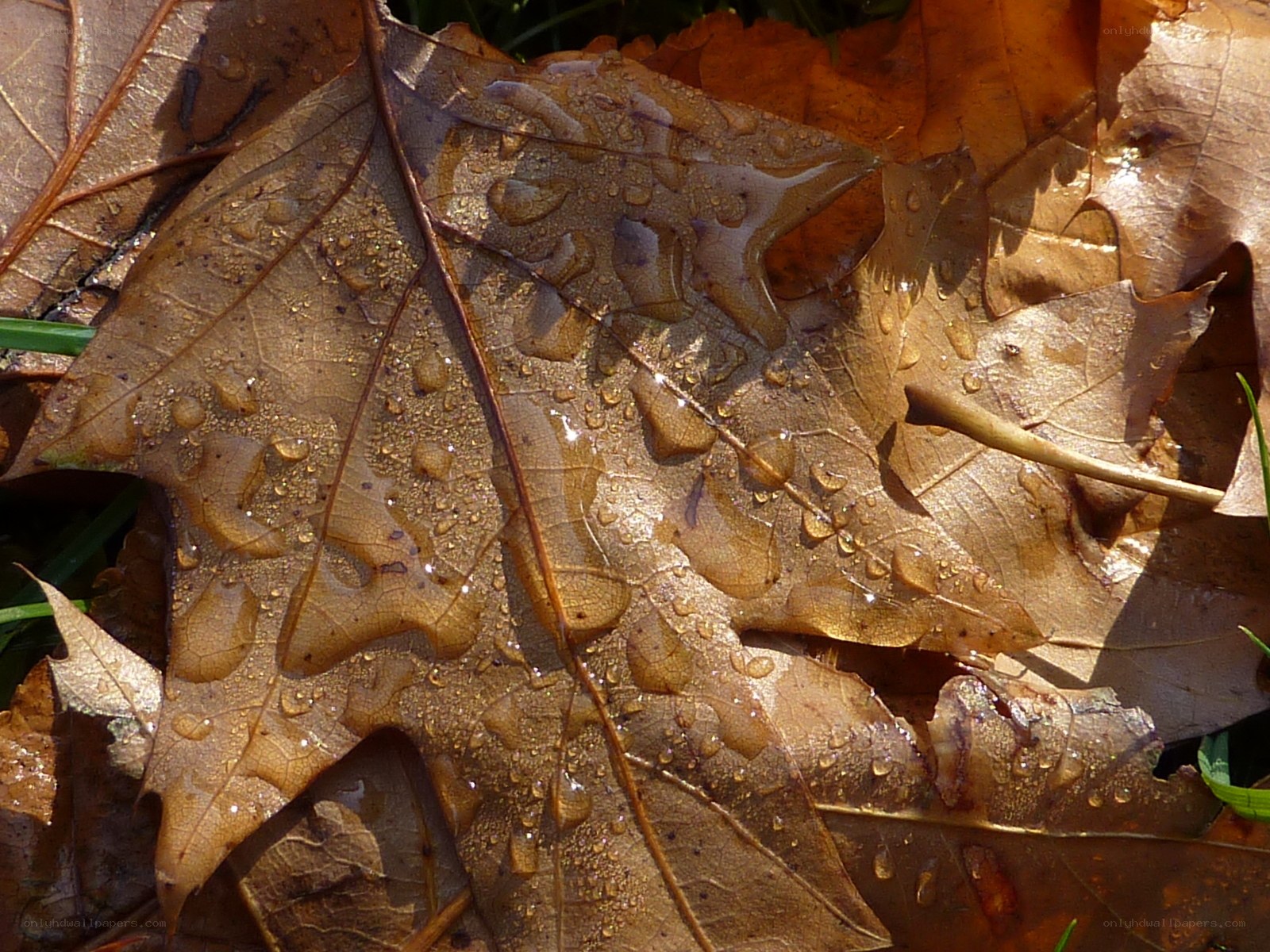 Wet autumn leaf with water droplets