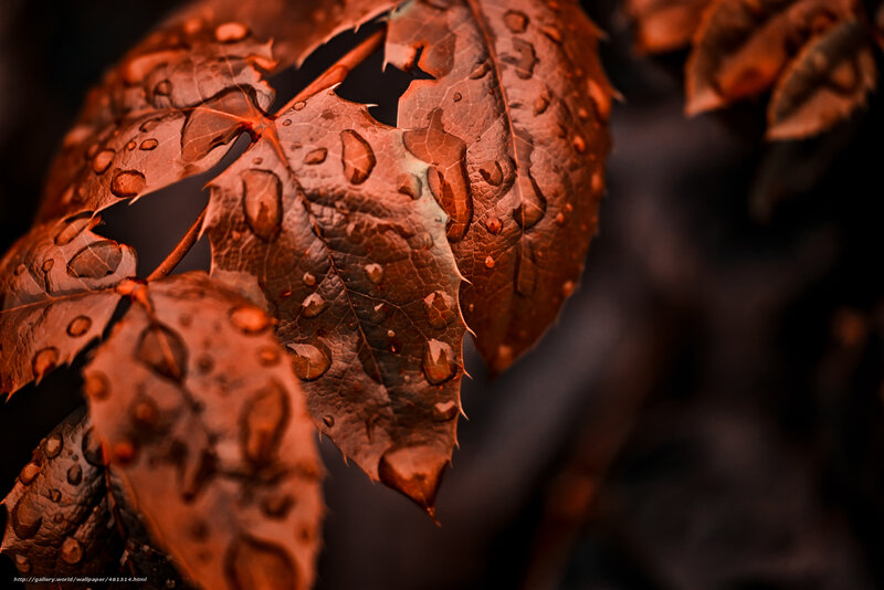 Wet Autumn Leaves — Brown, Dramatic, Photograph