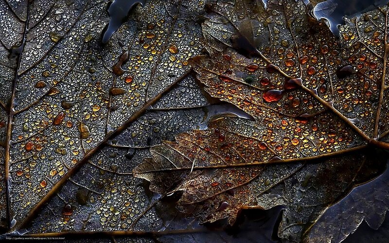 Wet Autumn Leaves — Brown, Dramatic