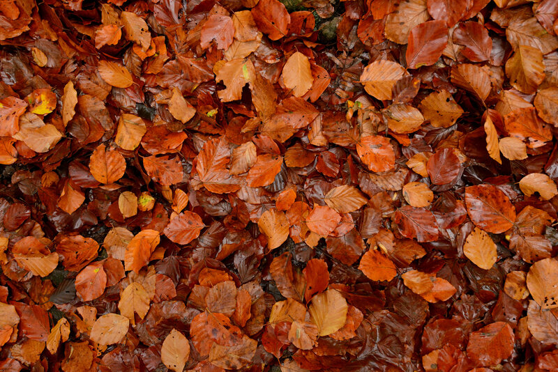 Wet Autumn Leaves — Brown, Moody