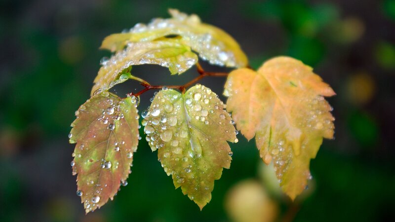 Wet Autumn Leaves — Green, Serene