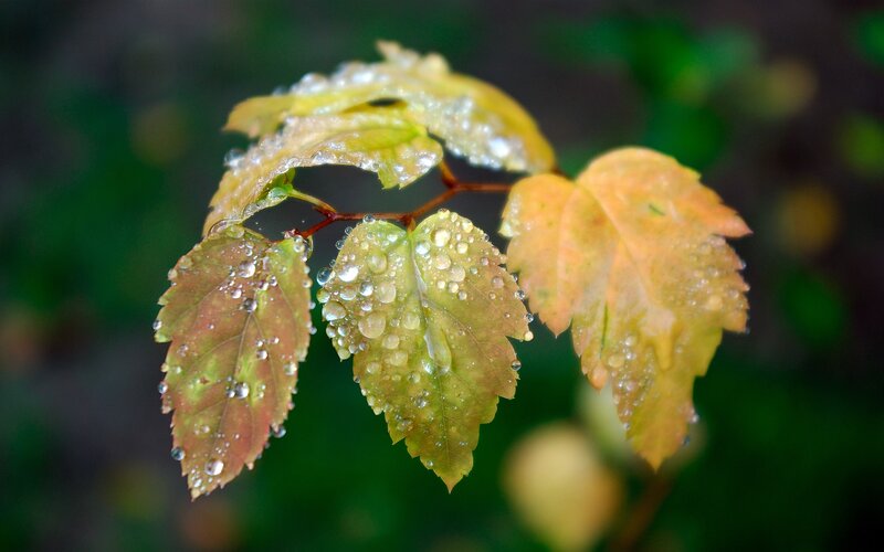 Wet Autumn Leaves — Green