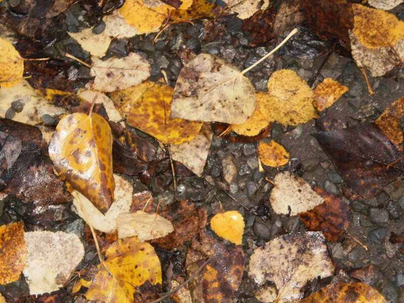 wet autumn leaves on gravel