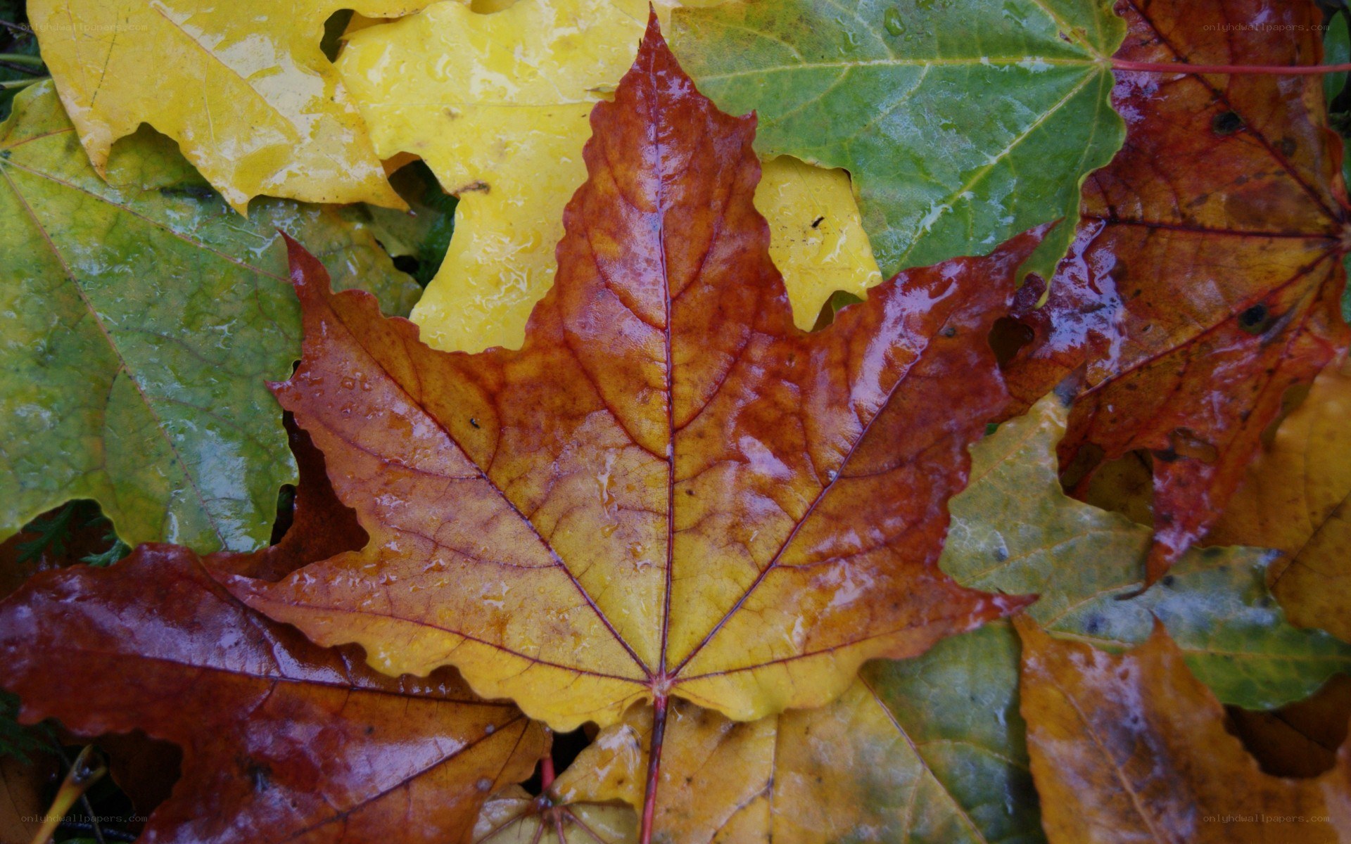 wet autumn leaves on ground
