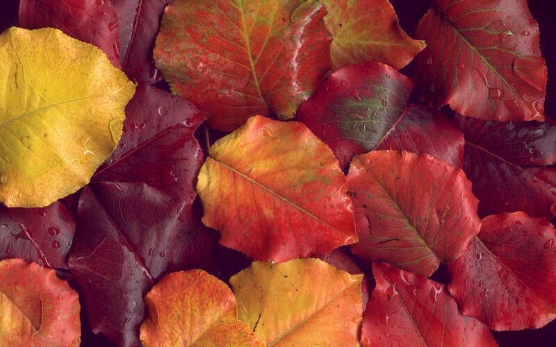 Wet Autumn Leaves — Red