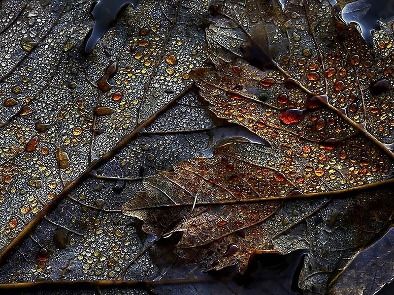 Wet Autumn Leaves