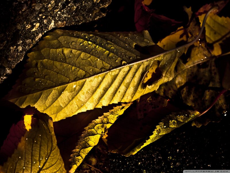 Wet Autumn Leaves — Yellow