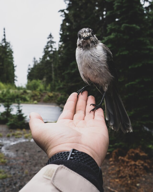 Wet Bird on Hand