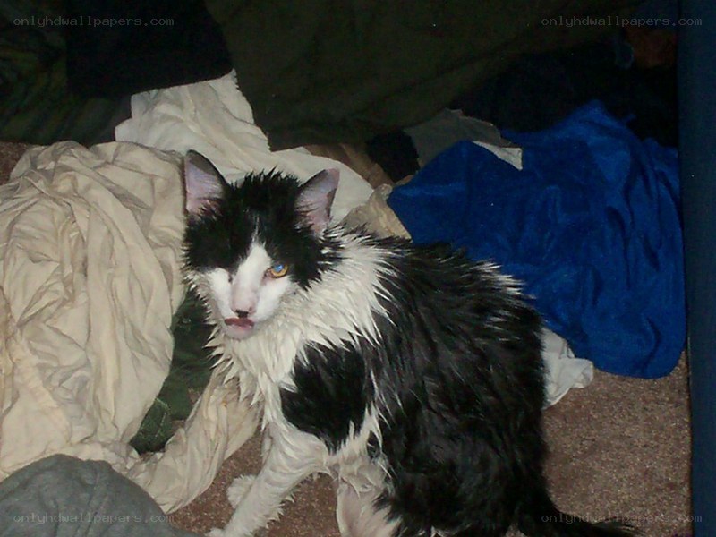 wet black and white cat