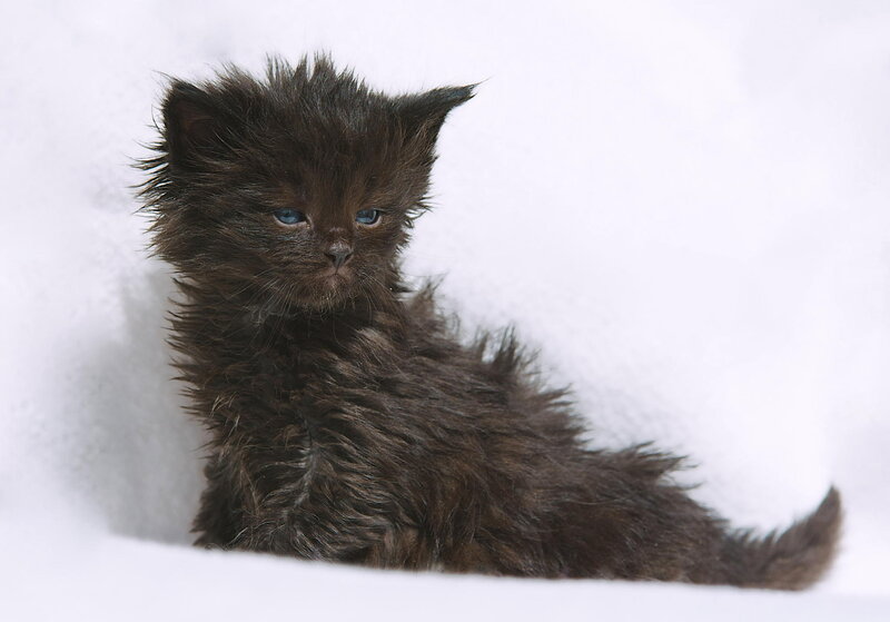 Wet Black Kitten