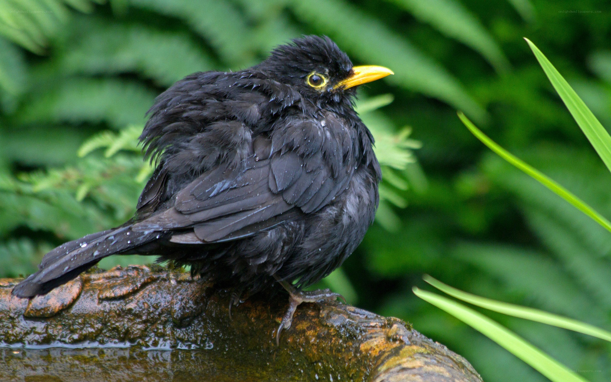 wet blackbird on a log