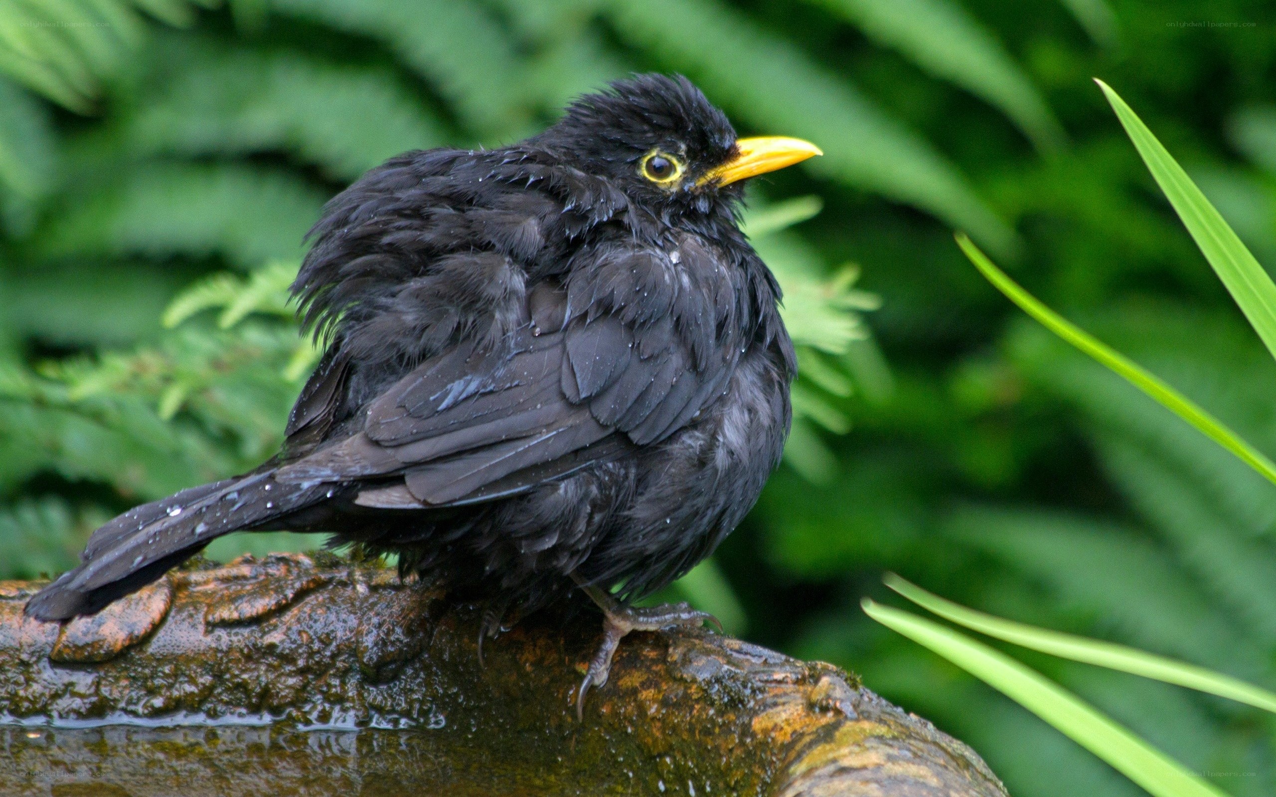 wet blackbird on a rock