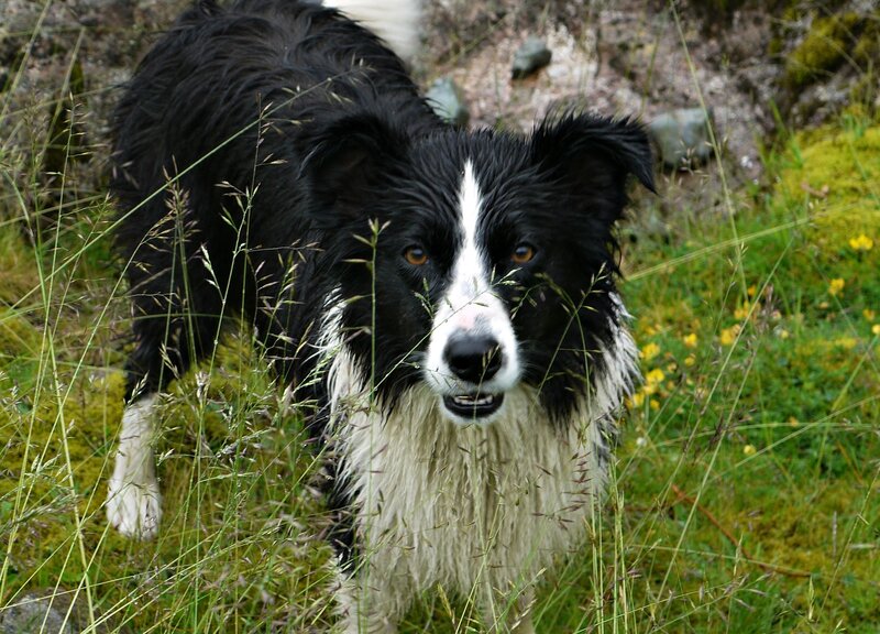 Wet Border Collie Dog — Black, Natural, Afternoon