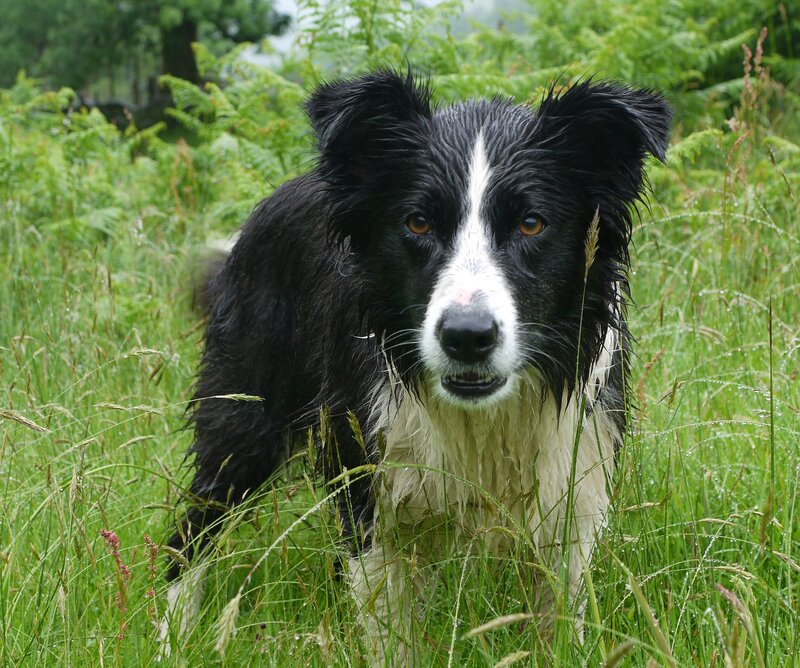 Wet Border Collie Dog — Black, Natural