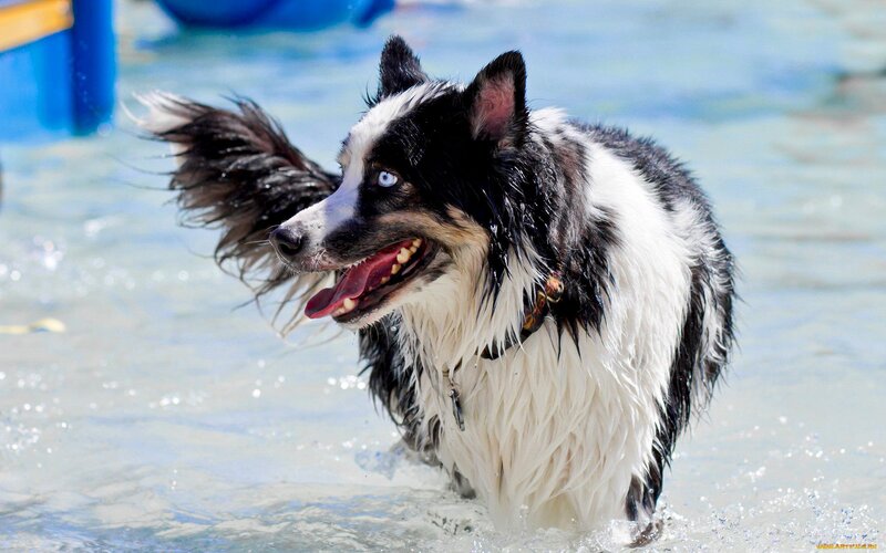 Wet Border Collie Dog — Black