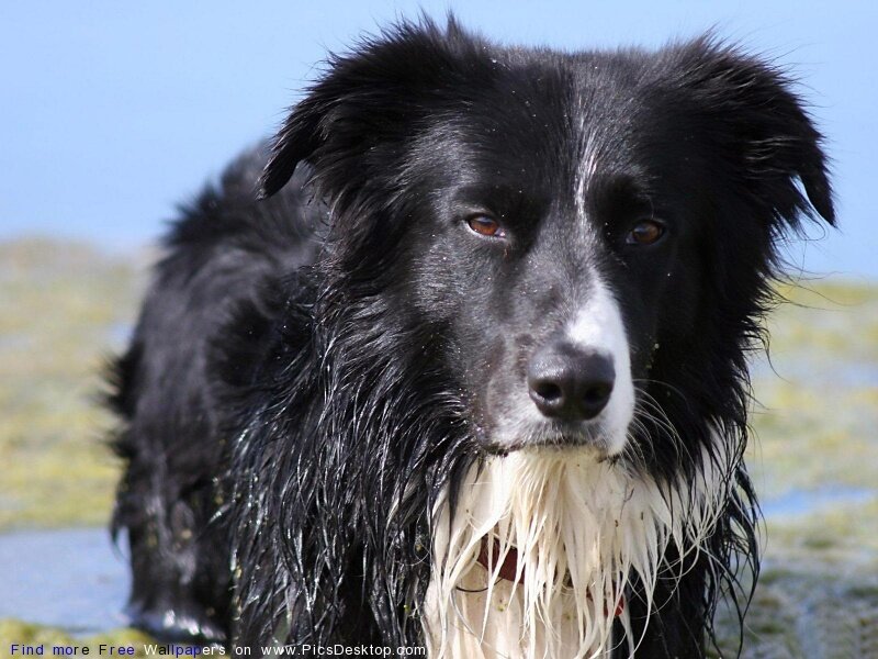 wet border collie dog