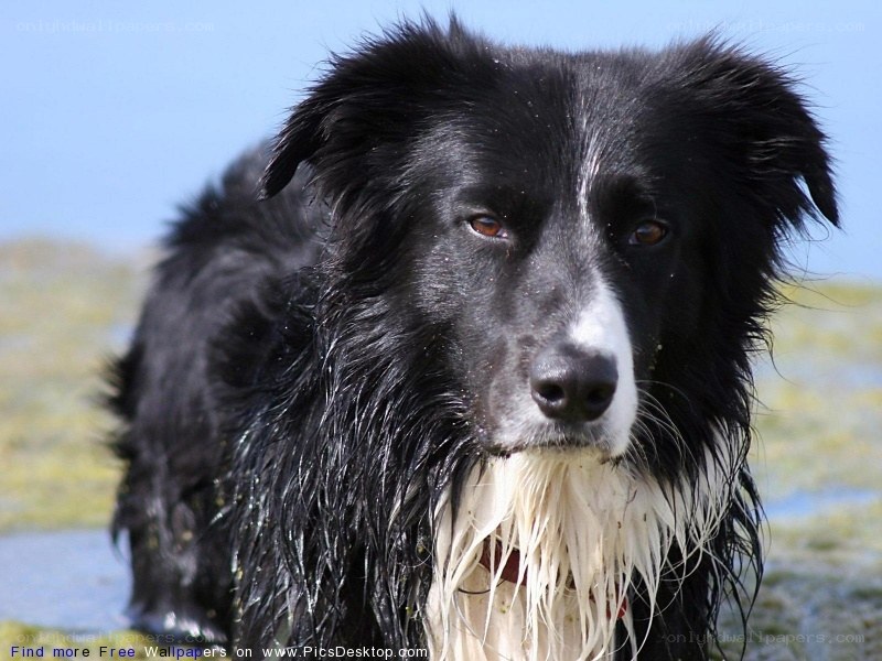 wet border collie dog