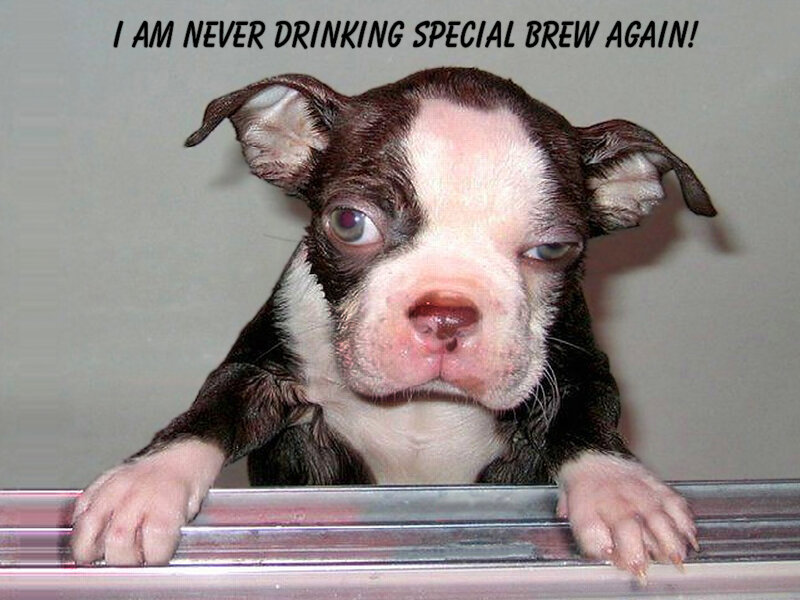 Wet Boston Terrier Puppy