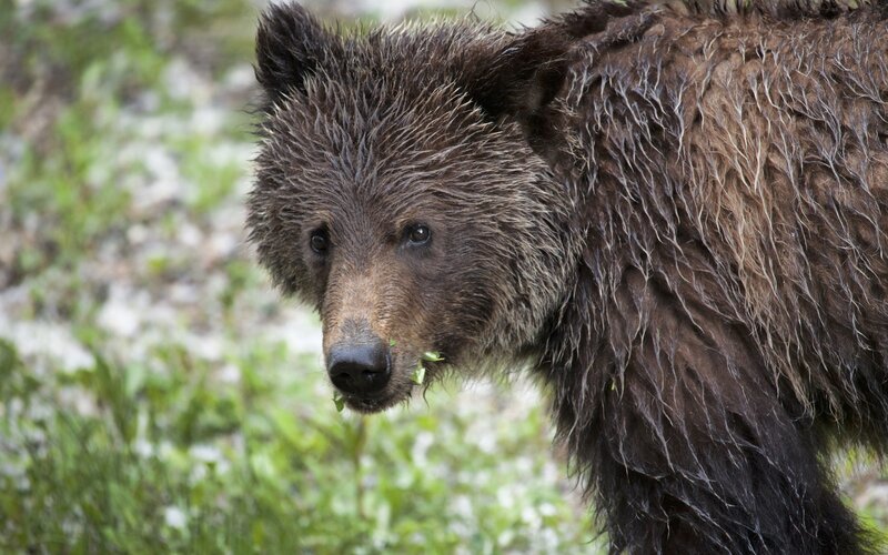 wet brown bear cub