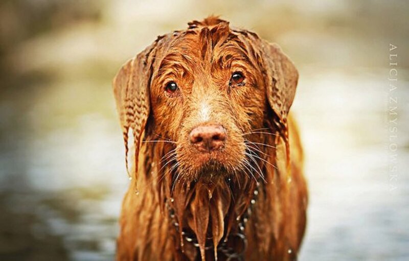 Wet Brown Dog — Calm