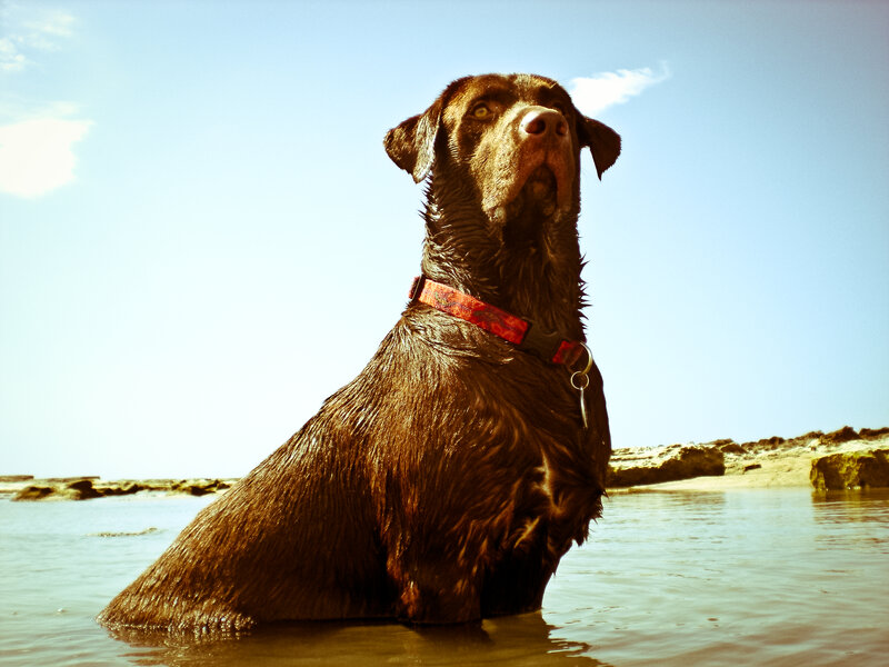 Wet Brown Dog in Water