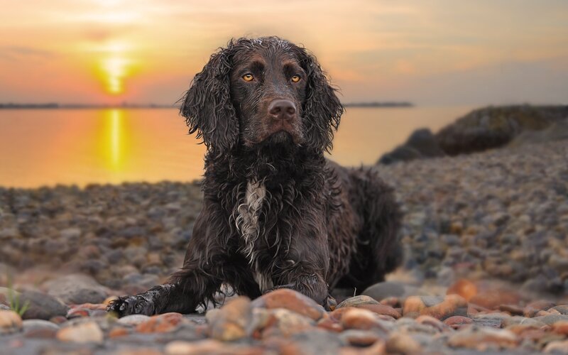 Wet Brown Dog on Pebbles