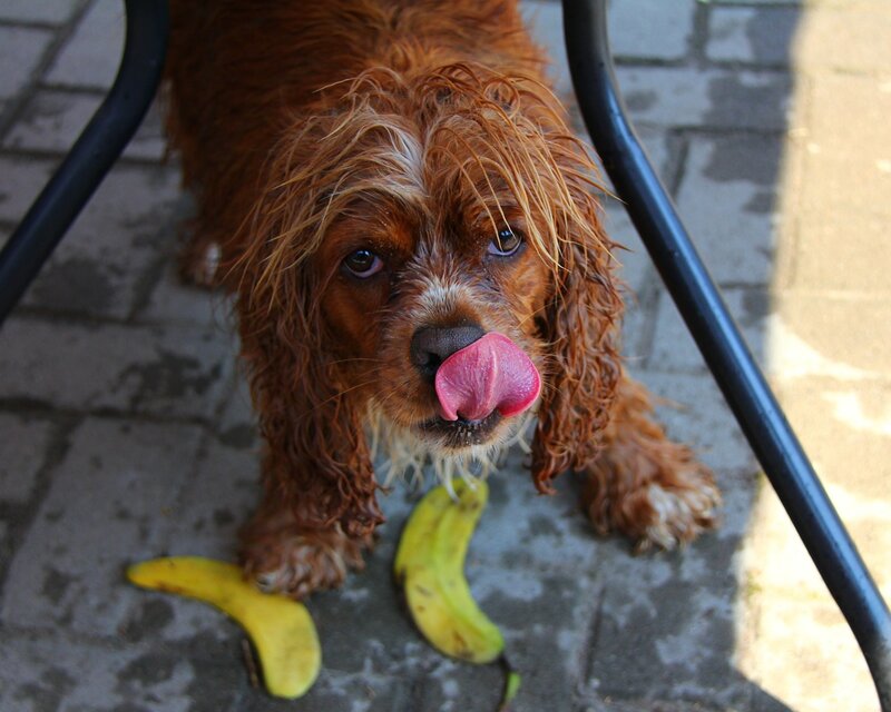 Wet Brown Dog