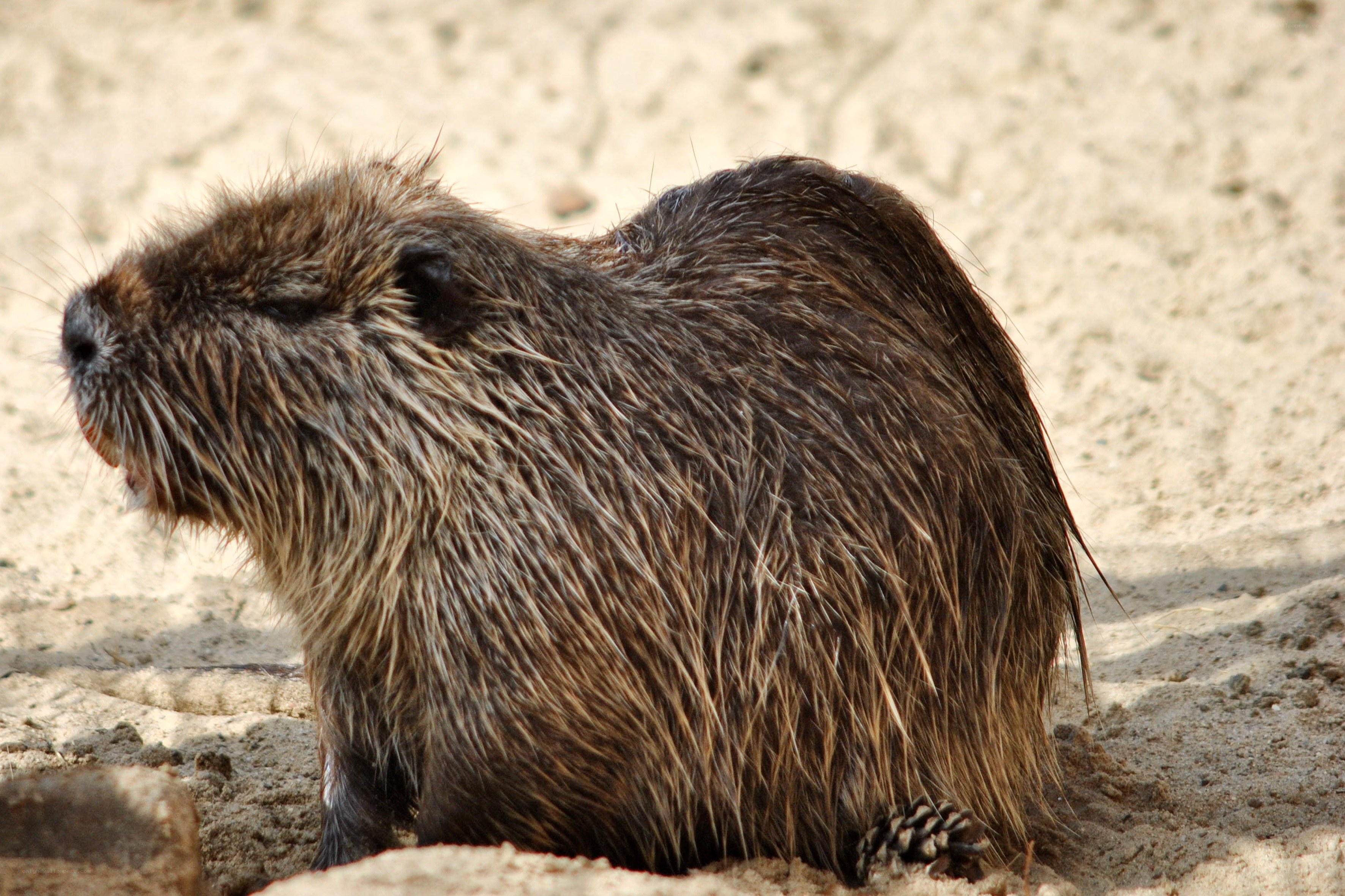 wet capybara on sandy ground