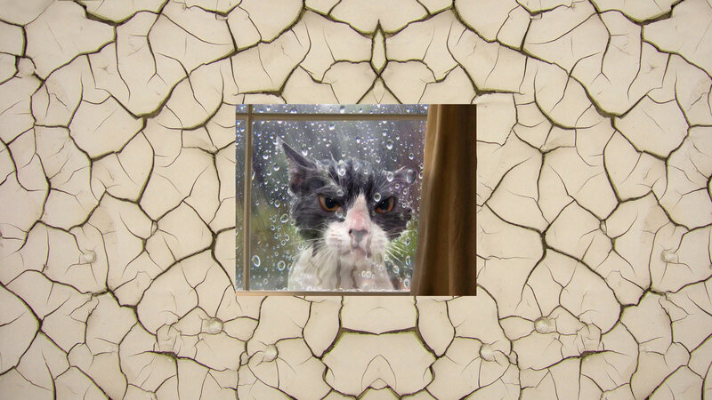 Wet Cat at Window