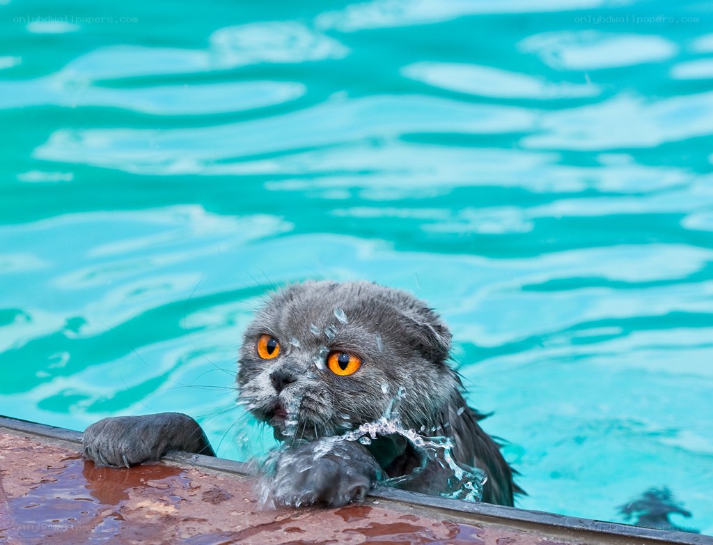wet cat in a pool