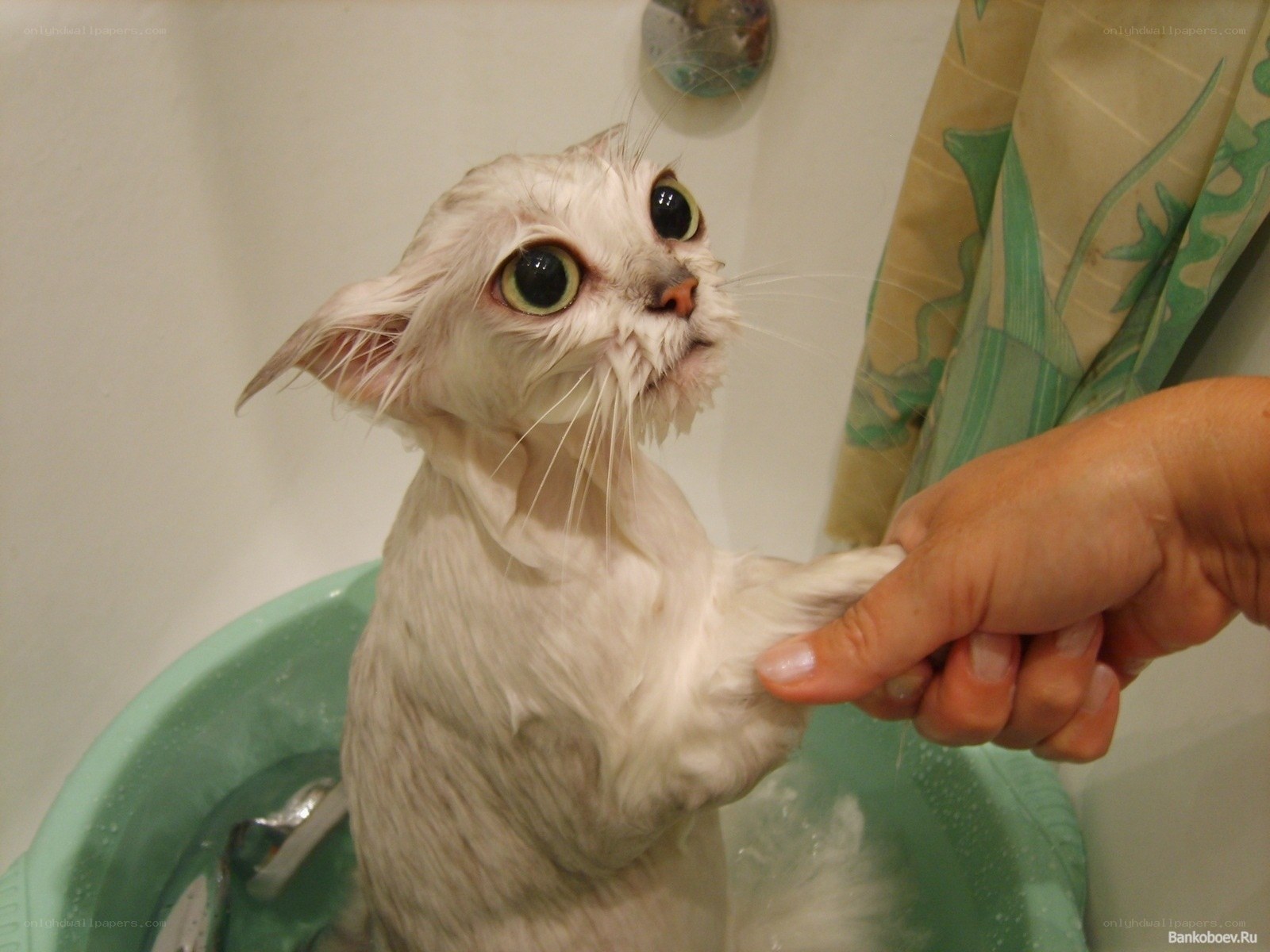 wet cat in bathtub