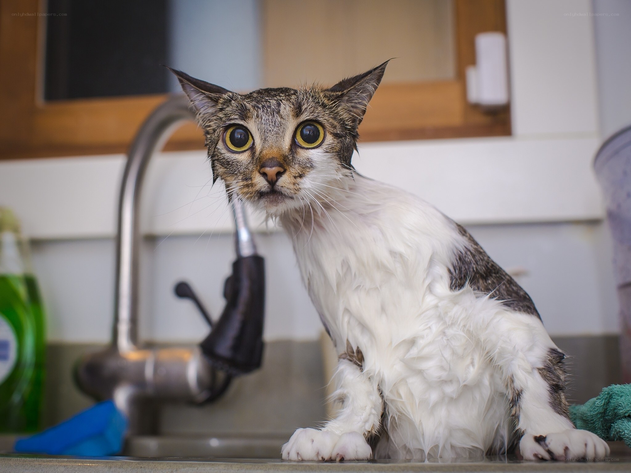 wet cat in kitchen sink
