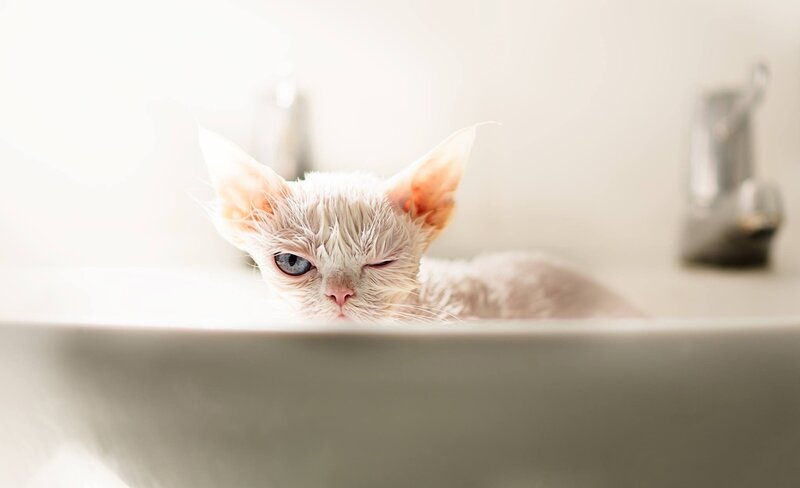 Wet Cat in Sink — White