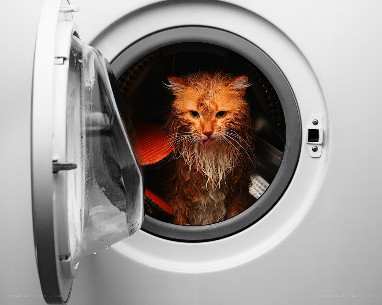 wet cat in washing machine