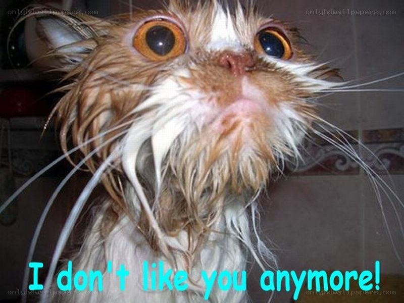 wet cat meme
