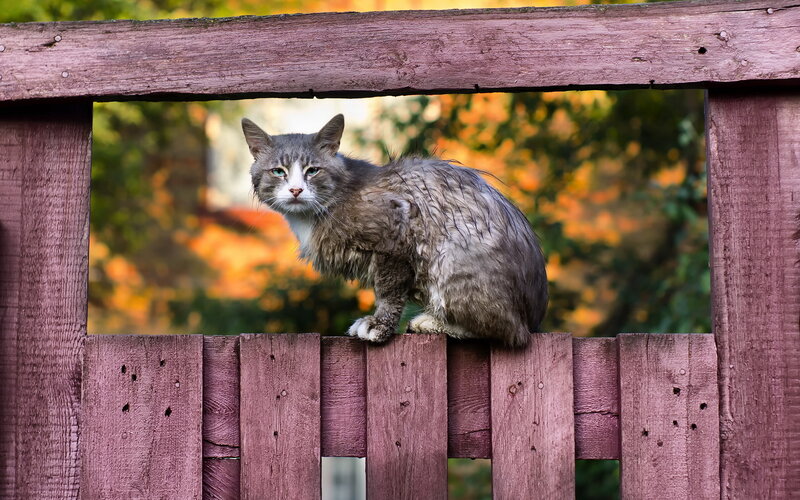 Wet Cat on Fence