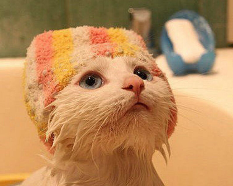 Wet Cat with Towel