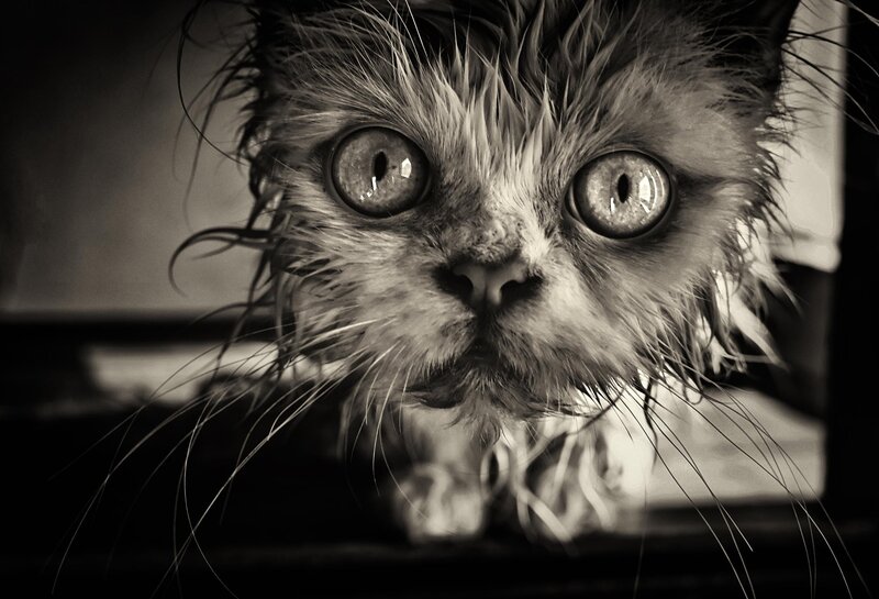Wet Cat with Wide Eyes