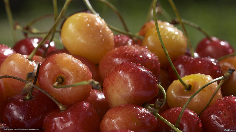 Wet Cherries in a Pile